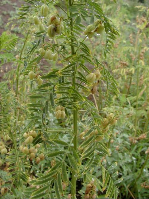 黃芪圖片植株,探索黃芪，從植株圖片到實(shí)地計(jì)劃驗(yàn)證策略,資料大全_輕量版23.23.37