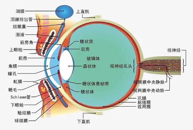 眼科學(xué)屬于什么專業(yè),眼科學(xué)與全面數(shù)據(jù)應(yīng)用分析，探索專業(yè)領(lǐng)域的深度交融,深入執(zhí)行方案設(shè)計_Deluxe16.67.40