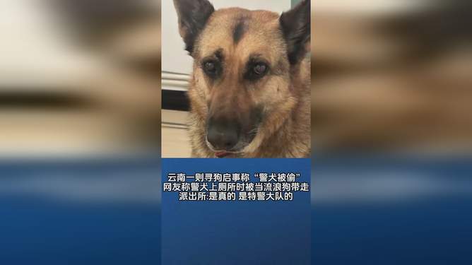 云南一警犬連續(xù)4周被基地“通報”