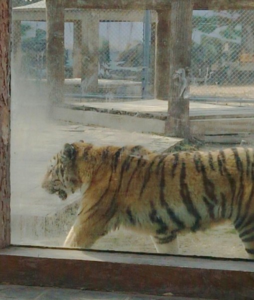 長(zhǎng)沙生態(tài)動(dòng)物園回復(fù)老虎餓成皮包骨